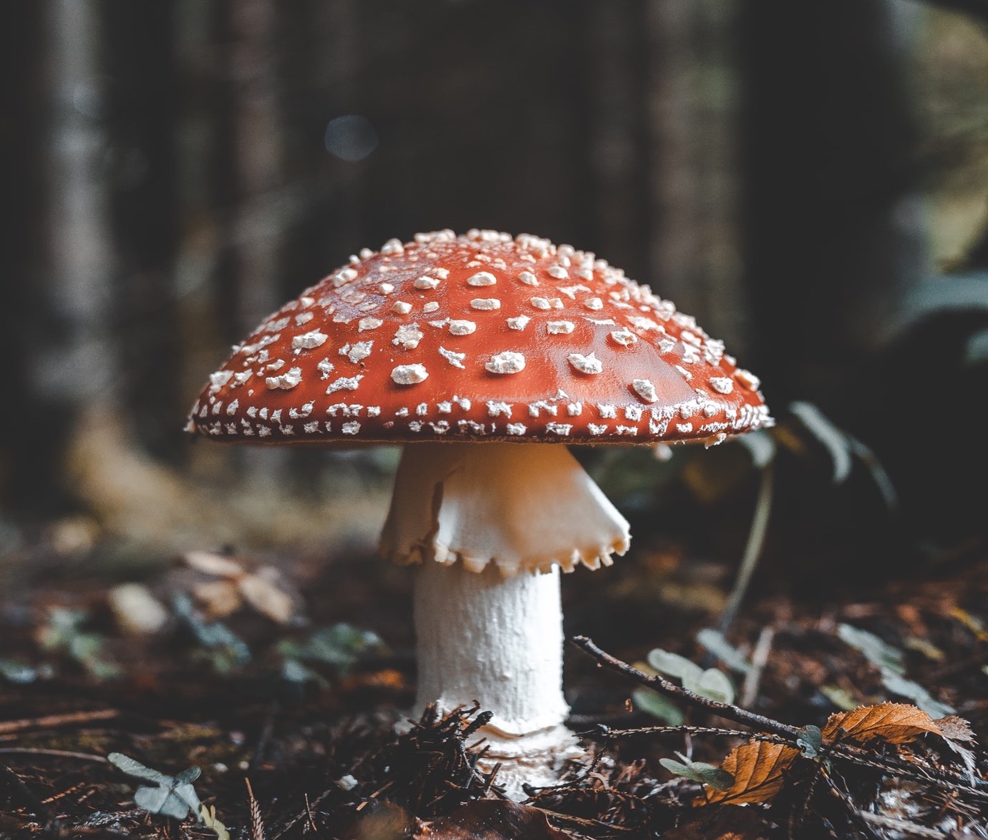 What is mycelium and why should you care?