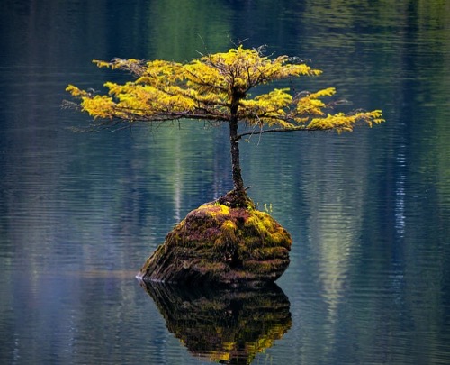 Resilient tree