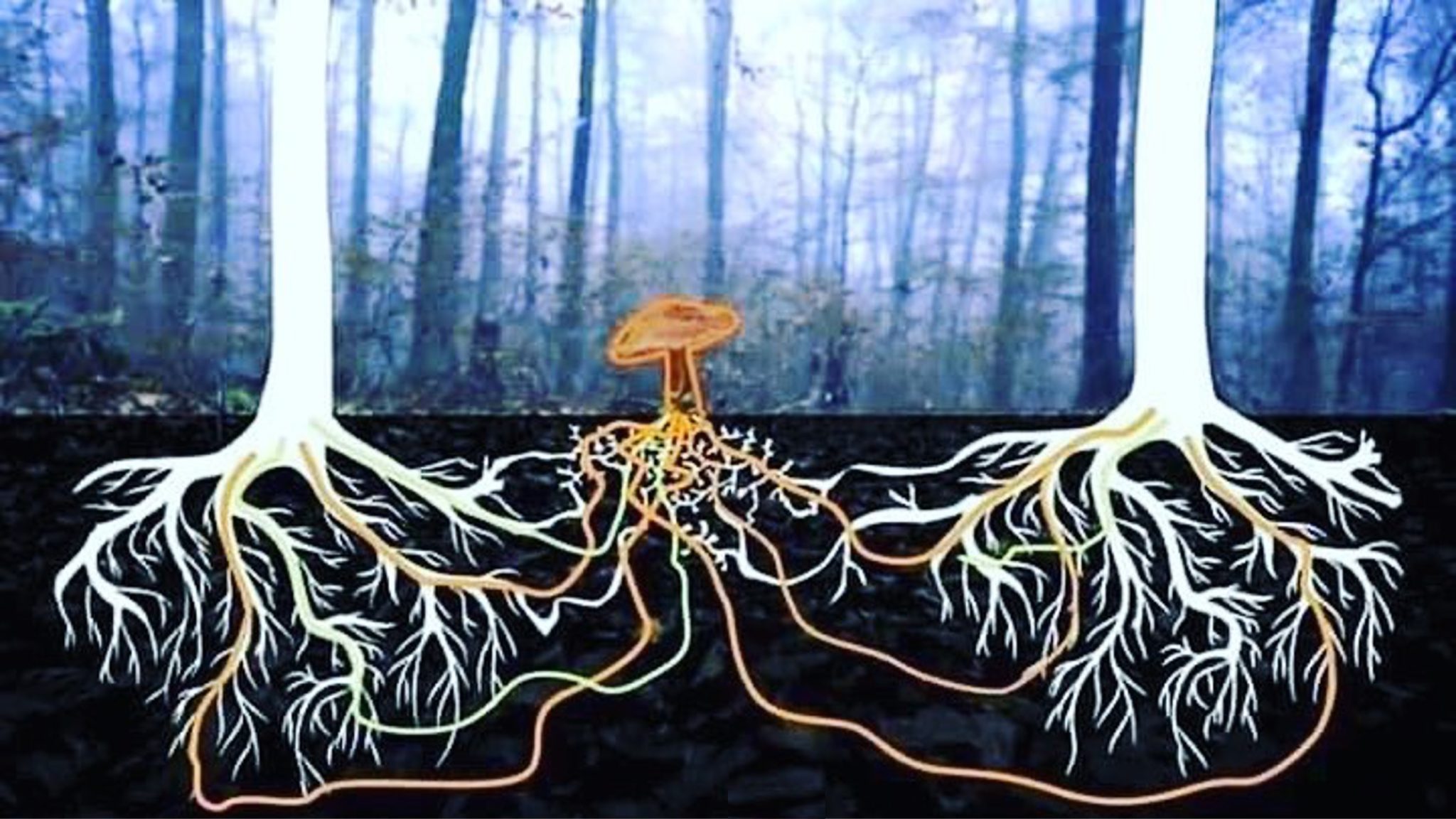 What is mycelium and why should you care?