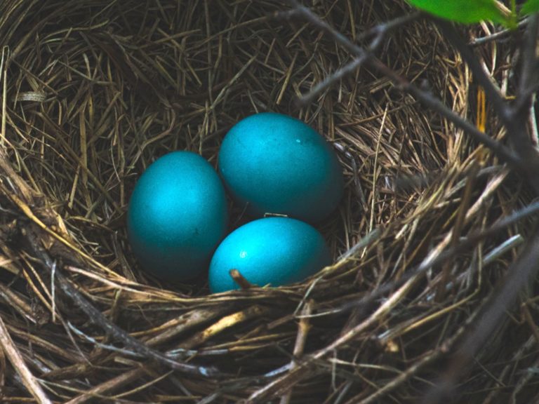Blue Eggs in Nest