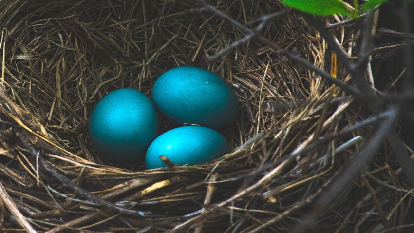 large nest of blue eggs