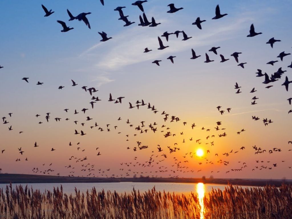 migrating birds
