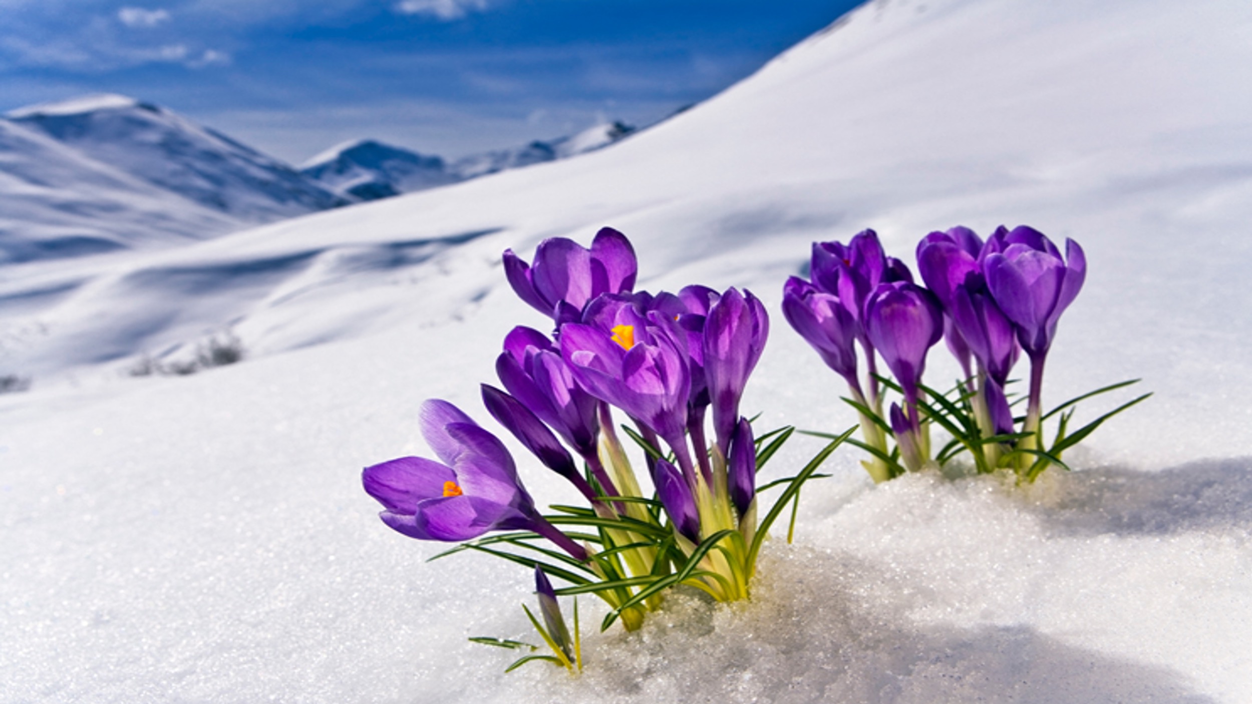 purple flowers in snow