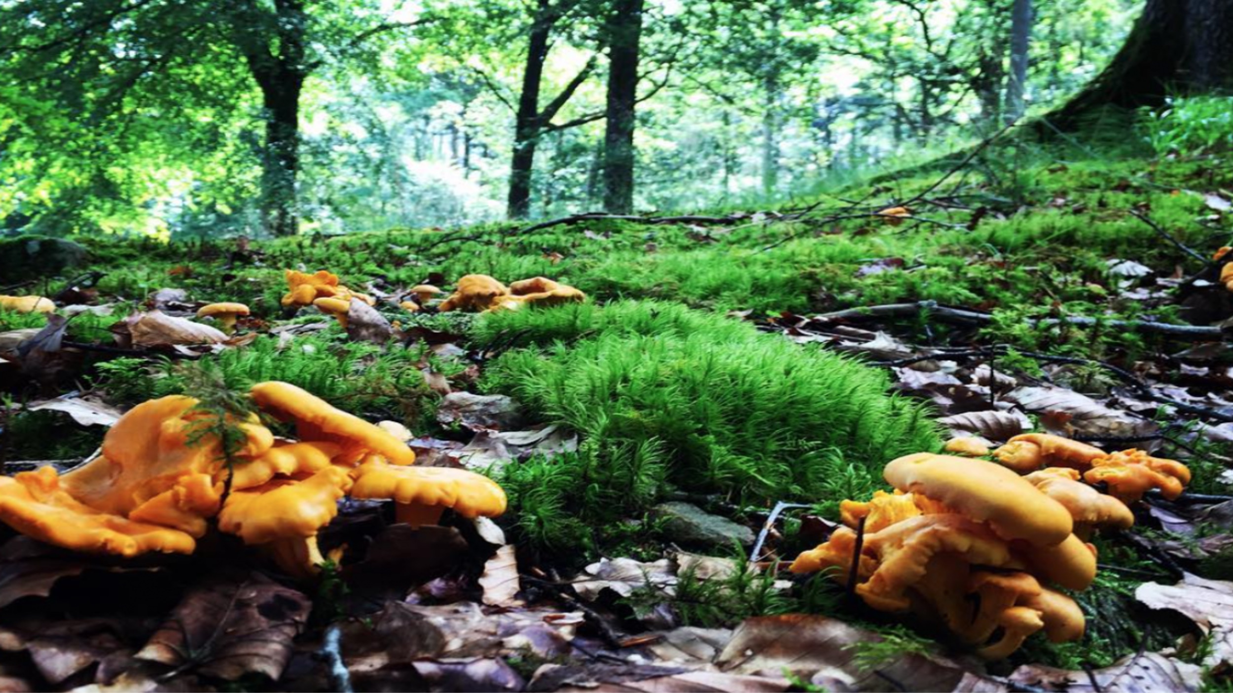 forest mushrooms